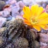 Rebutia_diersiana